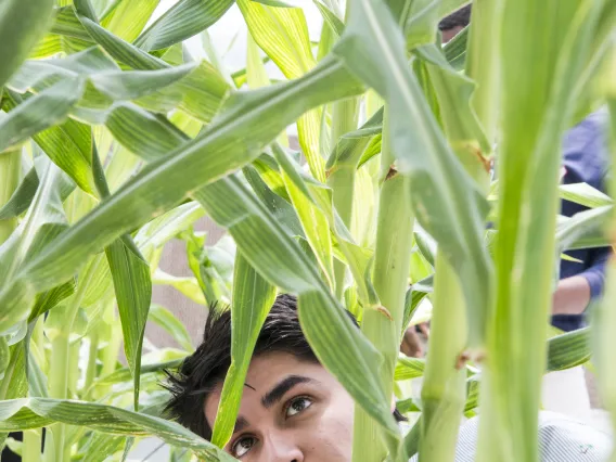 Student examining crops growing in a greenhouse.