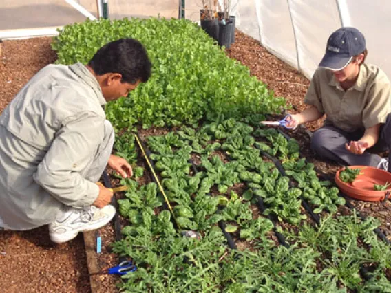 People maintaining plants in a greenhouse.