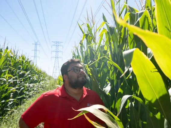 Picture of Debankur Sanyal looking at crops