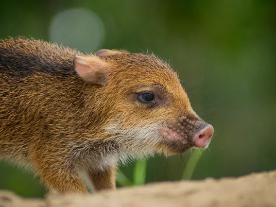 A baby rainforest pig. 